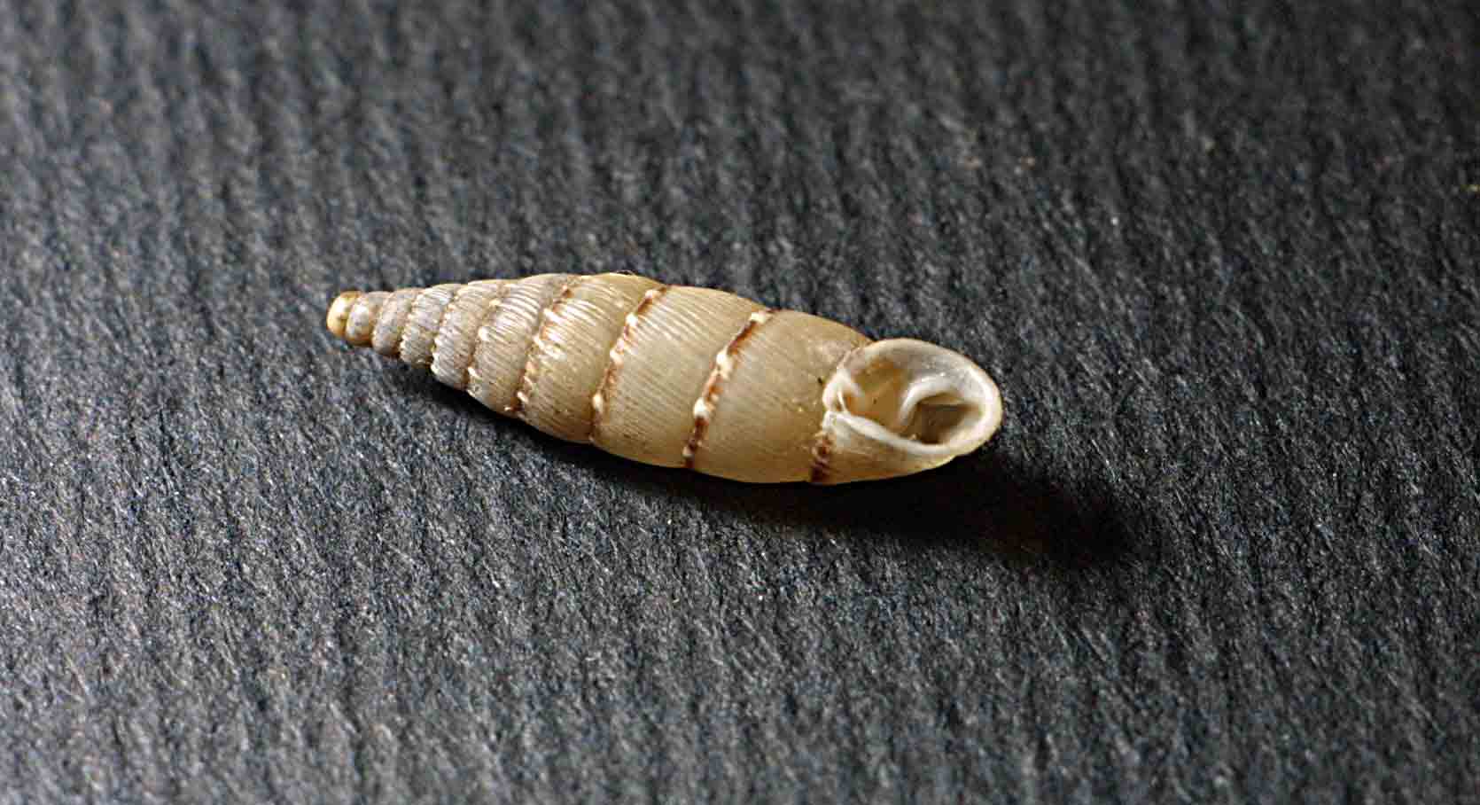 Papillifera bidens (Linneus,1758)